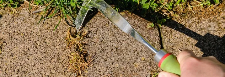 Hand entfernt Gras mit Fugenkratzer